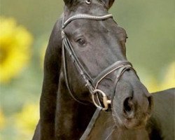 stallion First Diamond (Hanoverian, 2009, from First Dance)