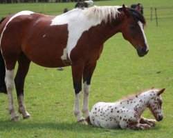 Zuchtstute Stanhopes Mulina (Pinto/Hunter, 1995, von Stanhope's Diddicoy)