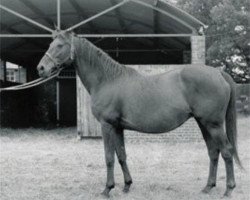 broodmare Feola xx (Thoroughbred, 1933, from Friar Marcus xx)