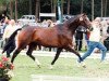 broodmare Laura (Hanoverian, 1993, from Lauries Crusador xx)