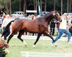 broodmare Laura (Hanoverian, 1993, from Lauries Crusador xx)