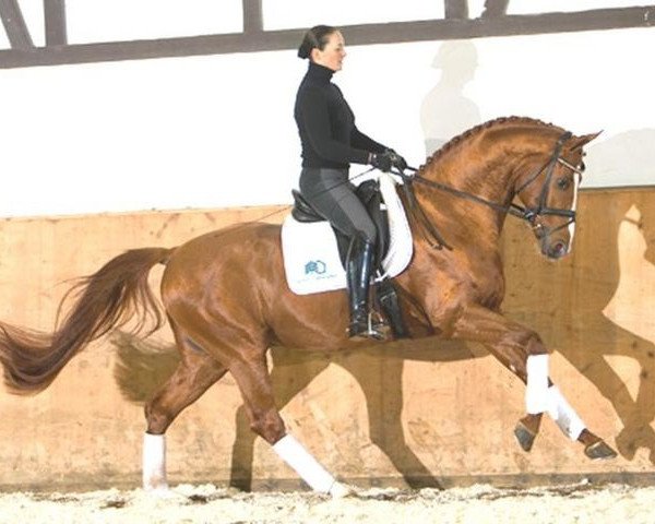 stallion Don Laurie II (Hanoverian, 2003, from Don Schufro)