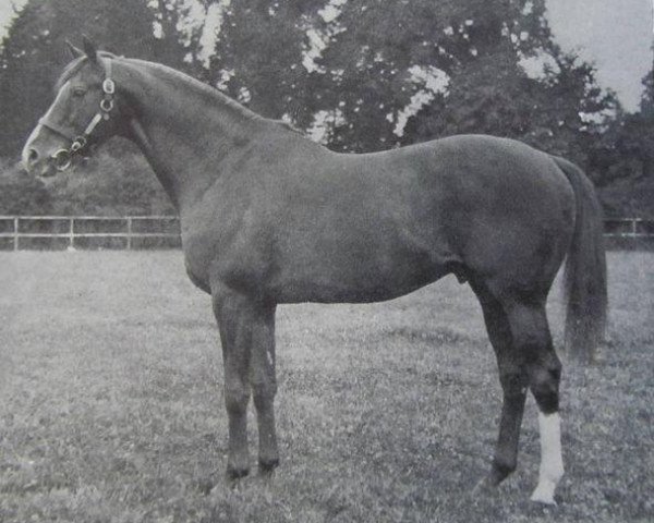 stallion Silver Cloud xx (Thoroughbred, 1959, from Aureole xx)