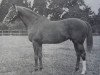 stallion Silver Cloud xx (Thoroughbred, 1959, from Aureole xx)