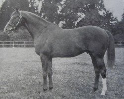 Deckhengst Silver Cloud xx (Englisches Vollblut, 1959, von Aureole xx)