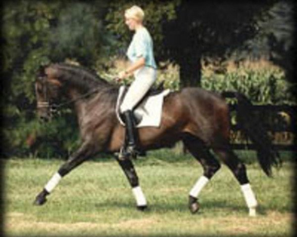 stallion Duellglanz (Hanoverian, 1984, from Darius)