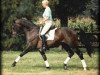 stallion Duellglanz (Hanoverian, 1984, from Darius)