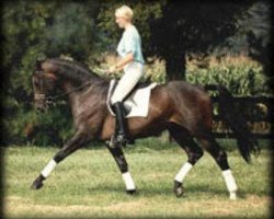 stallion Duellglanz (Hanoverian, 1984, from Darius)