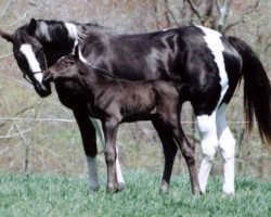 broodmare Dressen Fancy (Oldenburg, 1995, from Duellglanz)