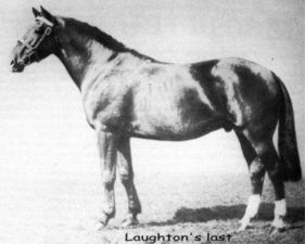 Deckhengst Laughton's Last (Irish Draught Horse,  , von Laughton)