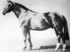 stallion Laughton's Last (Irish Draft Horse,  , from Laughton)