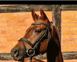 dressage horse California Girl JB (German Riding Pony, 2017, from Mastro's Nightfire)