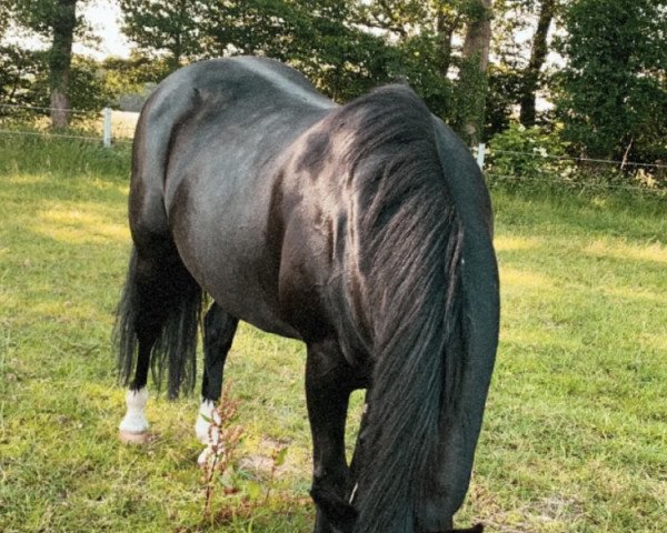 Pferd Bella Donna 67 (Deutsches Reitpony, 2003, von Black Dancer)