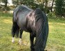 horse Bella Donna 67 (German Riding Pony, 2003, from Black Dancer)