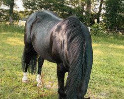 horse Bella Donna 67 (German Riding Pony, 2003, from Black Dancer)