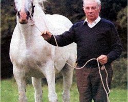 broodmare Boston Burglar (Irish Draft Horse, 1964, from Prefairy xx)