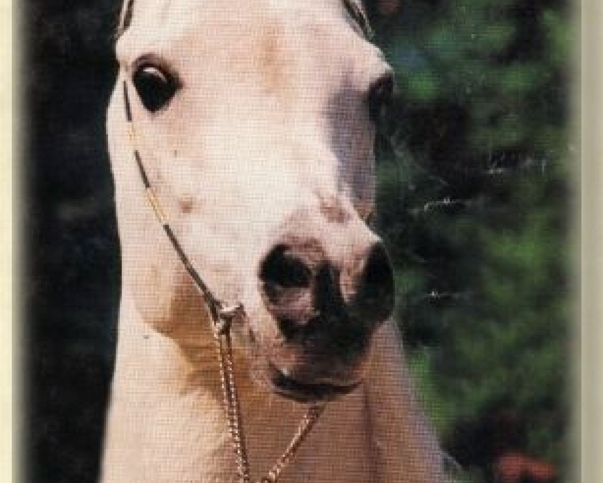 stallion Assad 1984 ox (Arabian purebred, 1984, from Ansata Halim Shah ox)