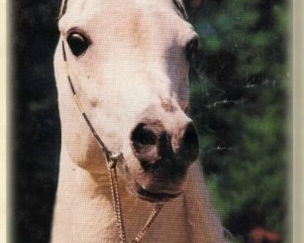 stallion Assad 1984 ox (Arabian thoroughbred, 1984, from Ansata Halim Shah ox)