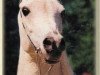 stallion Assad 1984 ox (Arabian thoroughbred, 1984, from Ansata Halim Shah ox)