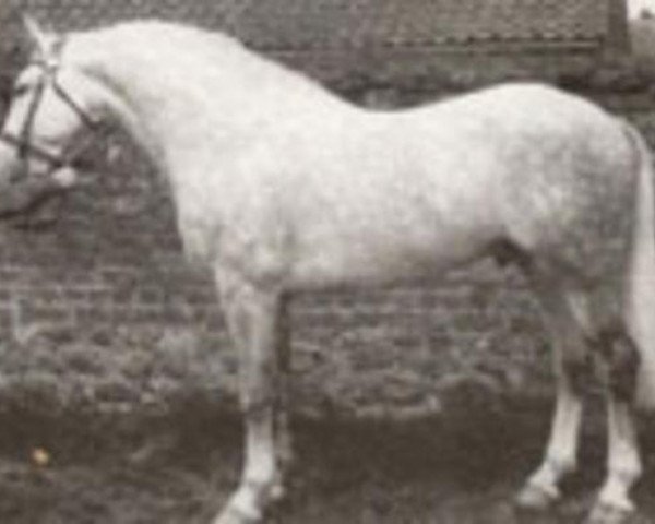 Deckhengst O'Sullivan (Irish Draught Horse, 1982, von Pride of Toames)