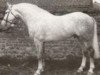 stallion O'Sullivan (Irish Draft Horse, 1982, from Pride of Toames)