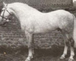 Deckhengst O'Sullivan (Irish Draught Horse, 1982, von Pride of Toames)