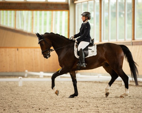 dressage horse Chirocco (German Sport Horse, 2009, from Con Sherry)