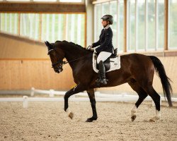 Dressurpferd Chirocco (Deutsches Sportpferd, 2009, von Con Sherry)