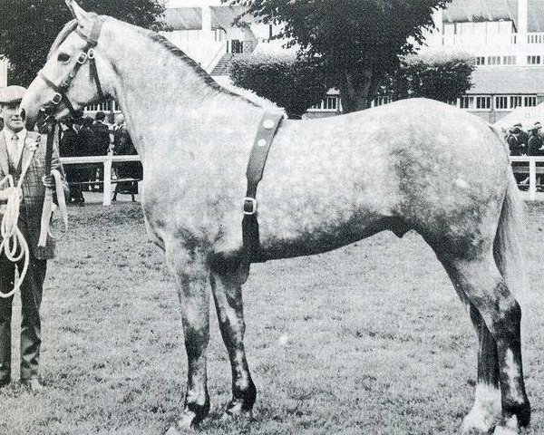 stallion Pride of Shaunlara (Irish Draft Horse, 1969, from Milestone)