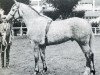 stallion Pride of Shaunlara (Irish Draft Horse, 1969, from Milestone)