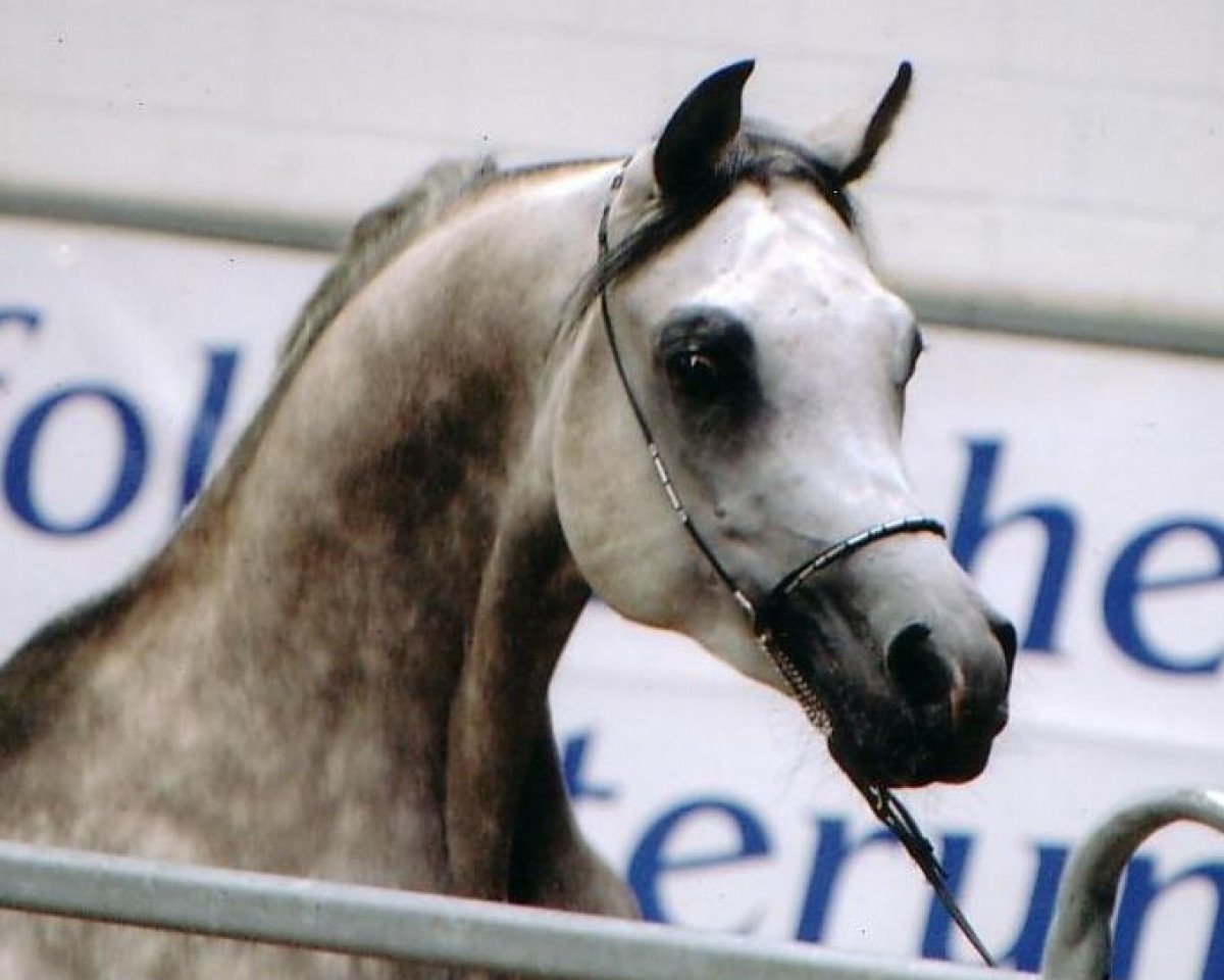 stallion Ashur ox (Arabian purebred, 2001, from Assad 1984 ox)