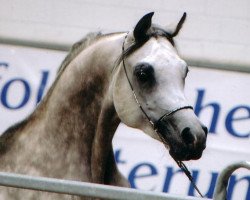 stallion Ashur ox (Arabian thoroughbred, 2001, from Assad 1984 ox)