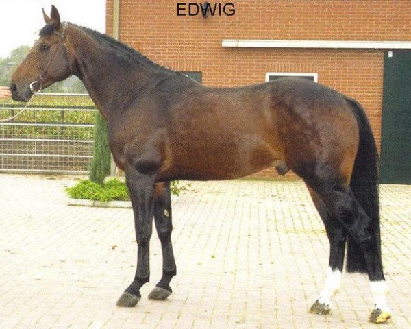 stallion Edwig (KWPN (Royal Dutch Sporthorse), 1986, from Zion)