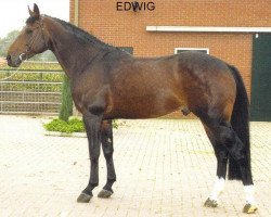 Deckhengst Edwig (KWPN (Niederländisches Warmblut), 1986, von Zion)