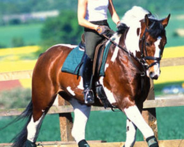 stallion Stanhopes Odwig (KWPN (Royal Dutch Sporthorse), 1996, from Edwig)