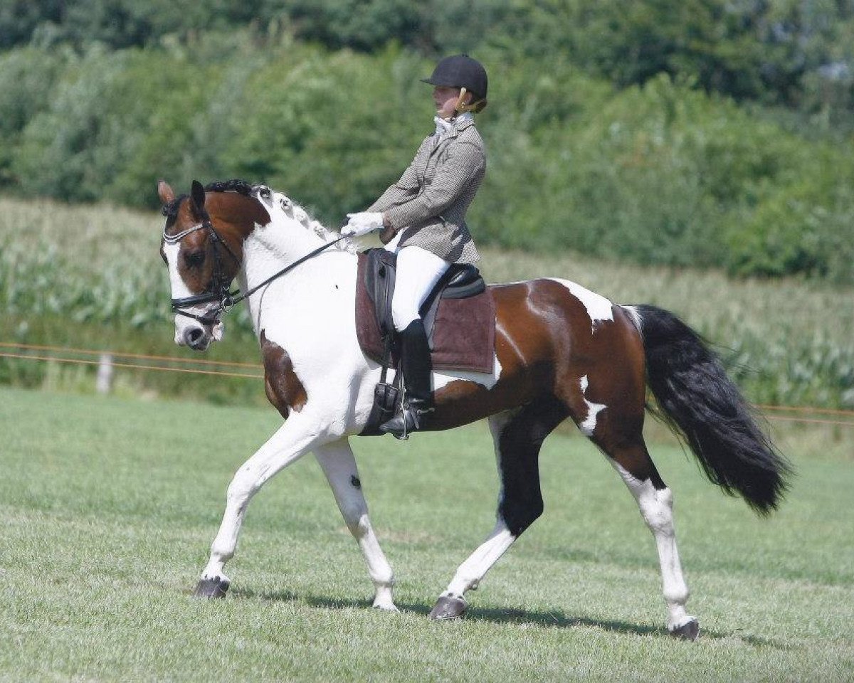 stallion Apollo (German Riding Pony, 2005, from Samber)