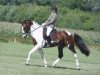 stallion Apollo (German Riding Pony, 2005, from Samber)