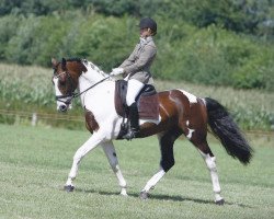 stallion Apollo (German Riding Pony, 2005, from Samber)