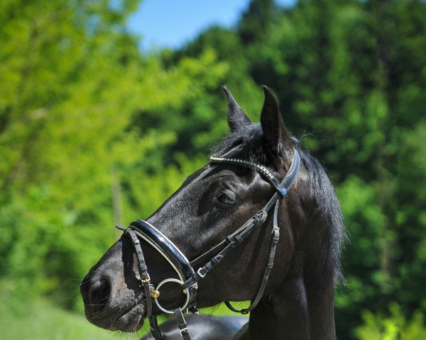 dressage horse Tolaire (Oldenburg, 2017, from Tolegro)