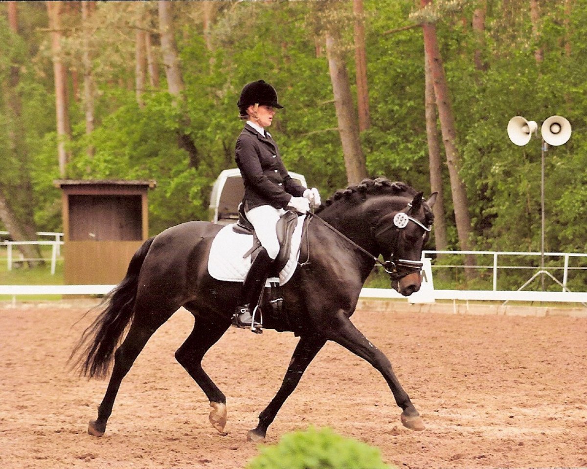 Dressurpferd Niveau's Schoko (Deutsches Reitpony, 2007, von Niveau)