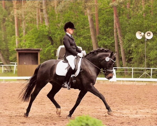 dressage horse Niveau's Schoko (German Riding Pony, 2007, from Niveau)