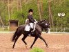 dressage horse Niveau's Schoko (German Riding Pony, 2007, from Niveau)