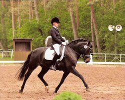 dressage horse Niveau's Schoko (German Riding Pony, 2007, from Niveau)