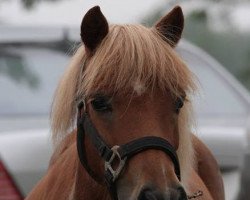 Zuchtstute Randa vom Purnitzgrund (Shetland Pony, 2003, von Bonito)