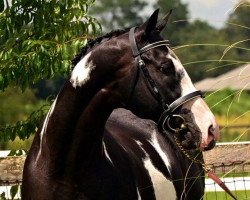 stallion Risque Remarque xx (Thoroughbred, 2006, from Elusive Quality xx)