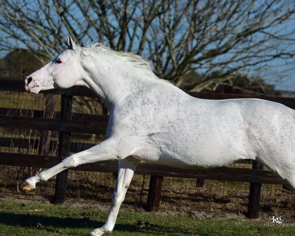 stallion Arctic xx (Thoroughbred, 2008, from Airdrie Apache xx)