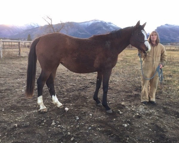 broodmare Bay Ice xx (Thoroughbred, 2017, from Arctic xx)