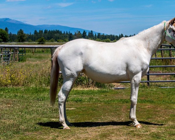 broodmare Strawberry Ice xx (Thoroughbred, 2015, from Arctic xx)