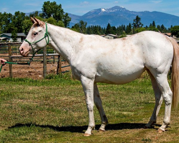 broodmare Thenacelli xx (Thoroughbred, 2015, from Arctic xx)