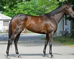 broodmare Remark xx (Thoroughbred, 2007, from Distorted Humor xx)